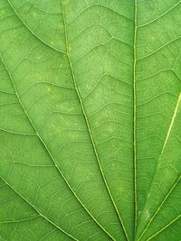 Full frame shot of leaf