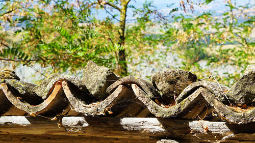 Close-up of driftwood in forest