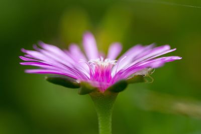Close-up of pink flowers