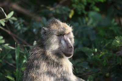 Close-up of monkey