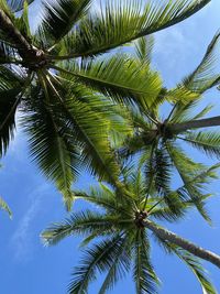 Low angle view of palm tree against sky