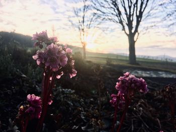 Close-up of pink flowering plants on field during sunset