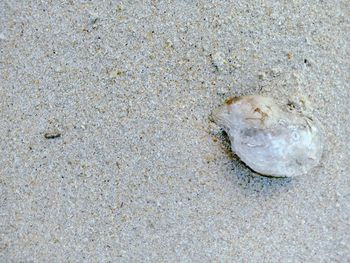 High angle view of shell on beach