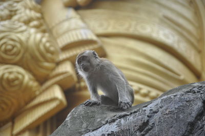 Close-up of monkey sitting on rock