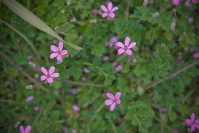 Close-up of pink flowering plants