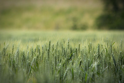 Close-up of wheat growing on field