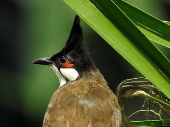 Close-up of bird