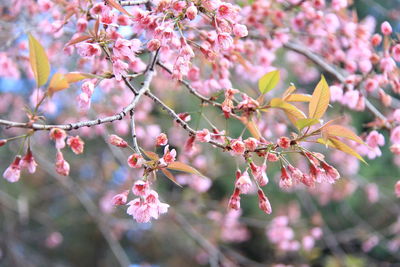 Close-up of pink cherry blossoms in spring