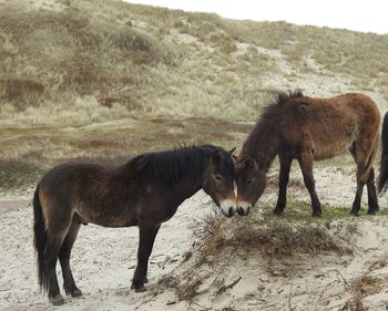 Horses standing in a field