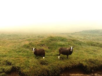 Cows on field against clear sky