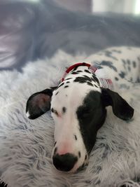 Close-up of a dog resting on bed