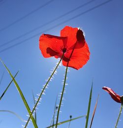 Low angle view of poppy blooming against clear blue sky