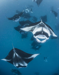 Fish swimming in sea