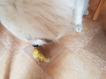 High angle view of a dog at home