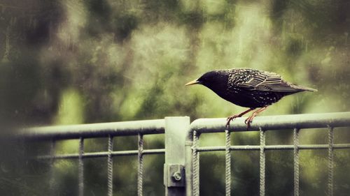 Bird perching on railing