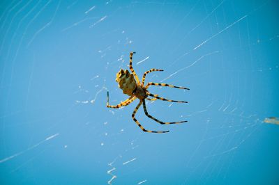 Close-up of spider on web