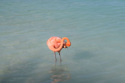 High angle view of bird in water