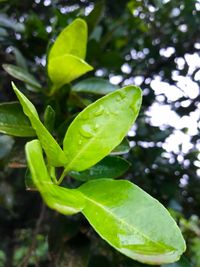 Close-up of wet plant leaves