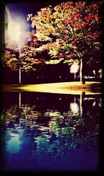 Reflection of trees in lake