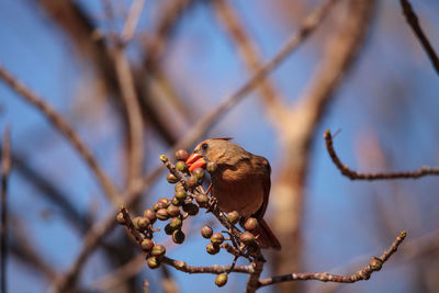 Close-up of bird perching on a tree