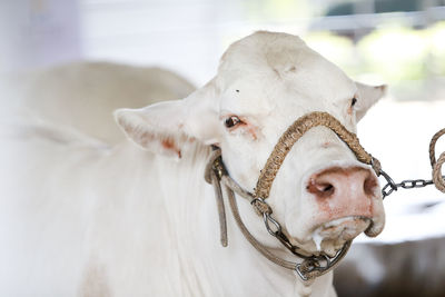 Close-up portrait of a horse