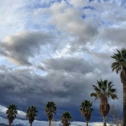 Low angle view of palm trees against sky