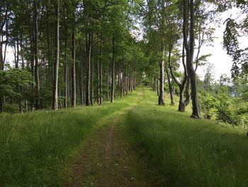 View of trees in forest