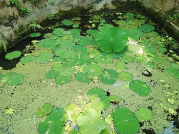 High angle view of leaves floating on water