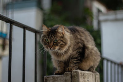 Close-up portrait of tabby cat on railing