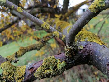 Close-up of moss on tree trunk