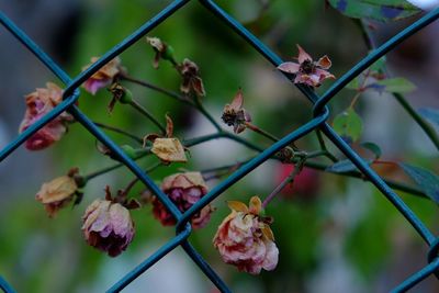 Close-up of flowers on tree