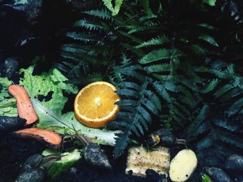 High angle view of snails on food by plants