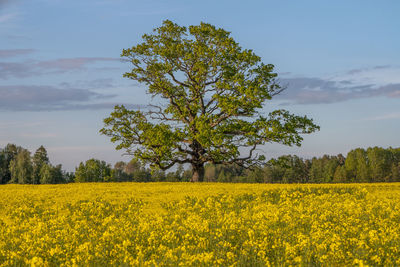 Magnificent oak in a meadow