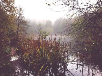 Scenic view of lake with trees in background