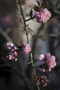 Close-up of pink flowers blooming on tree