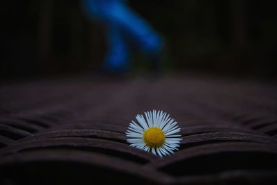 Close-up of white flower on roof