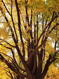 Low angle view of tree during autumn