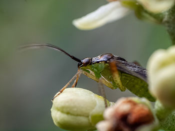 Close-up of insect on plant