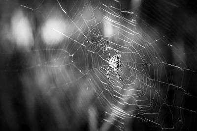 Close-up of spider web