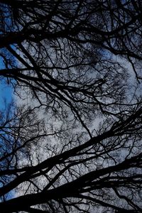 Low angle view of silhouette tree against sky