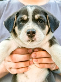 Close-up of hand holding puppy