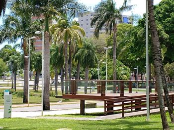 Palm trees in park