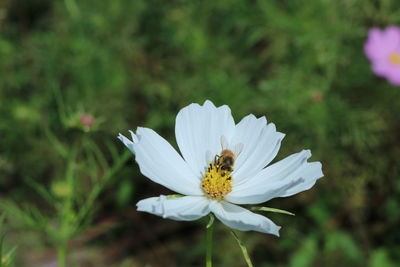 Close-up of bee on white daisy flower