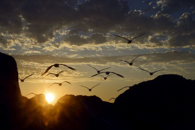 Silhouette of birds flying in sky