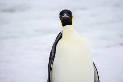 Close-up of penguin