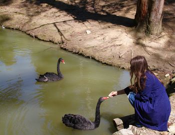 High angle view of girl touching black swan in lake