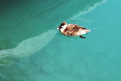 High angle view of duck swimming in pool