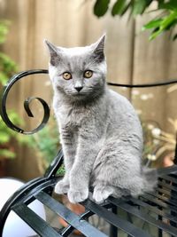 Portrait of cat sitting outdoors