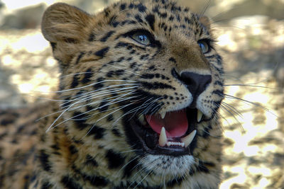 A leopard, panthera pardus, close-up, growls and shows its teeth.