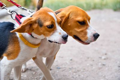 A cute little puppy beagle playing with her mom outdoors on a sunny summer day